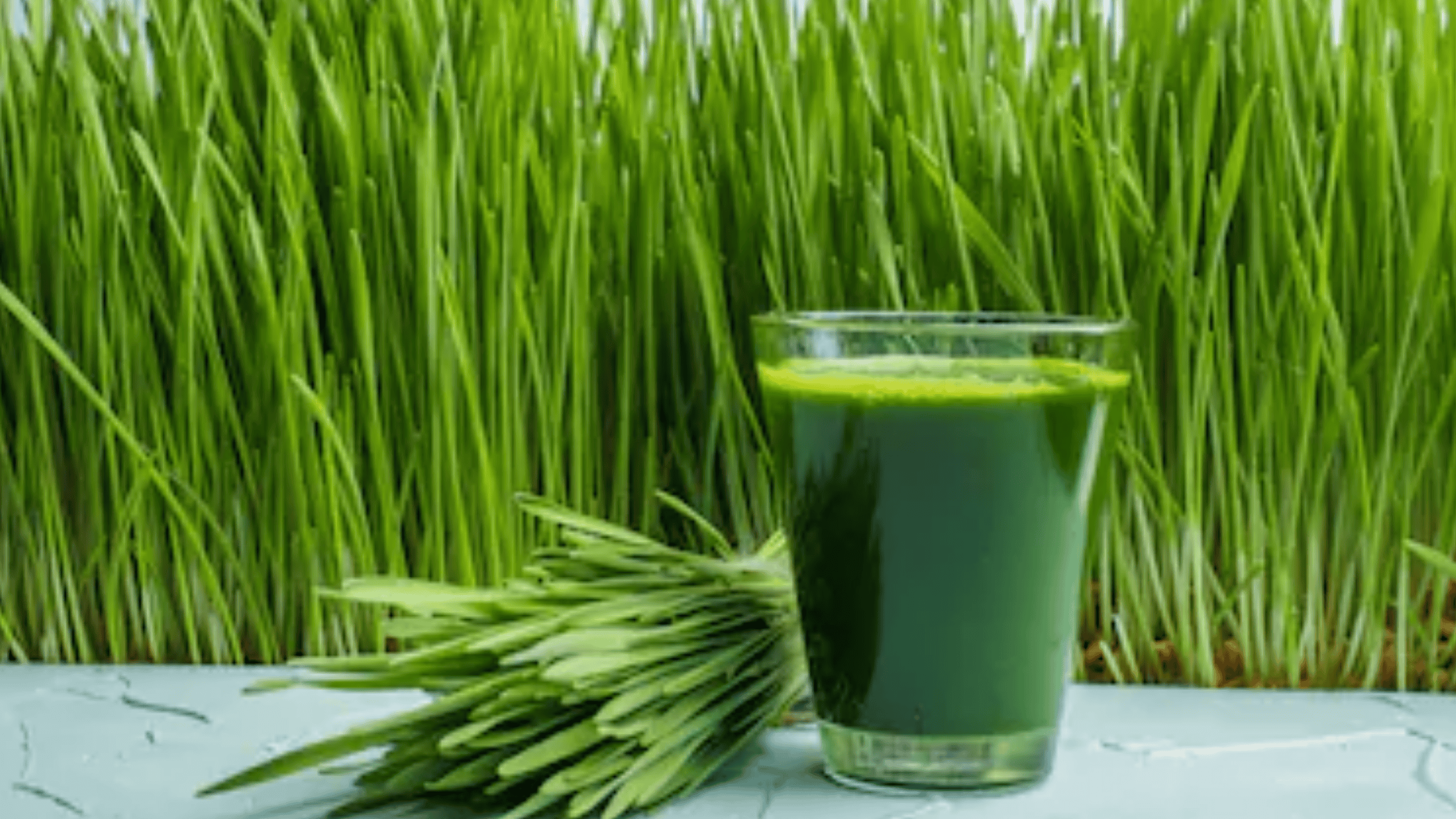 Health Benefits of Wheatgrass